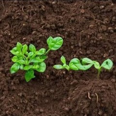 واتبعو ماتتلو الشياطين .m4a