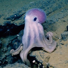 Transhumanist Cephalopod Evolution - Floating University Introductory Session