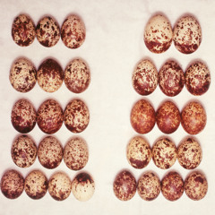 “Redningsaktionen – tiden før Ørnereservatet”