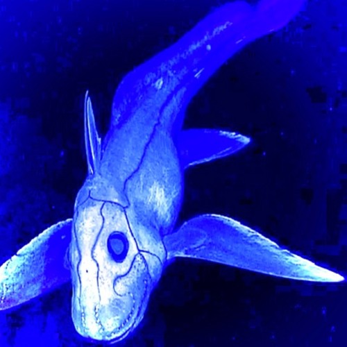 Chimaera