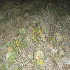 bossup (feat. myspacemark, funny, whyhaze & diegointhedark)