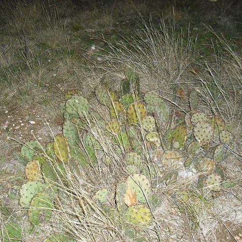 bossup (feat. myspacemark, funny, whyhaze & diegointhedark)