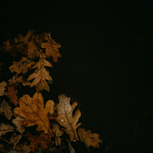 Becoming the Autumn: Guided Meditation