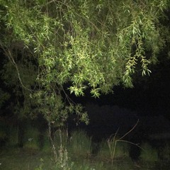 Night walk around Jericho Pond on May 1, 2020 (Binaural)
