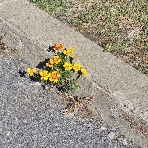 Daydreams On a Dancefloor