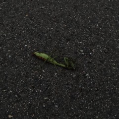 natsunohi - 重音テト