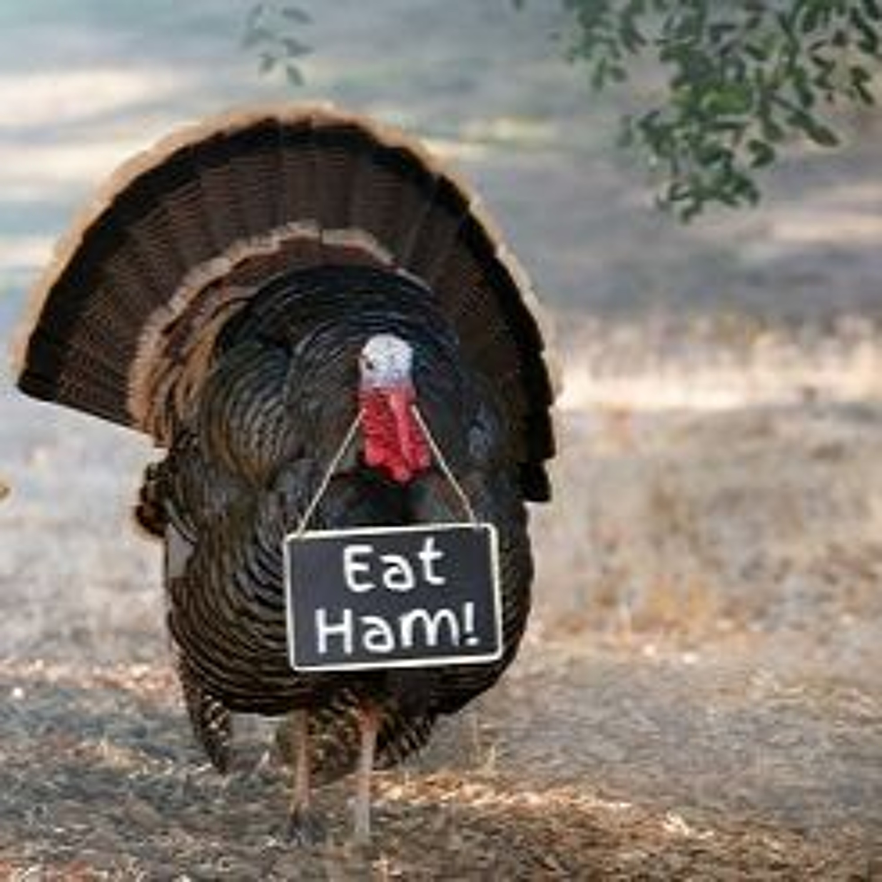 Thanksgiving Special w/Sides