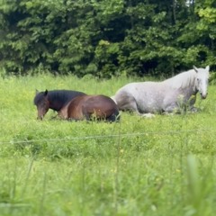 Nature Sounds - Artist of life JM