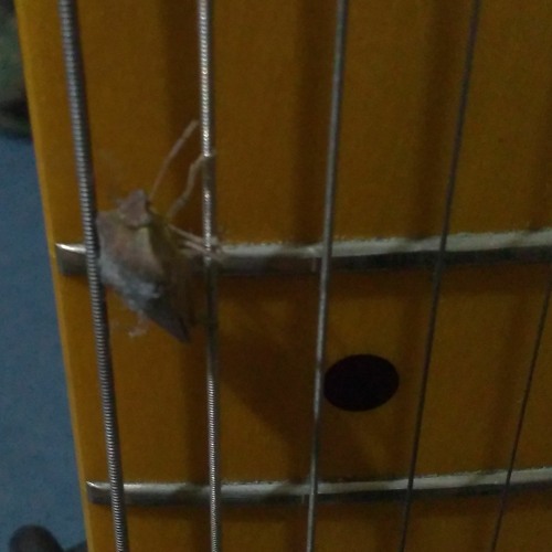 Do Electric Stinkbugs Dream Self-Oscillating Dreams?