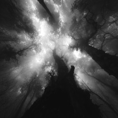 Darkmork