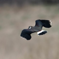 Lapwing and Bittern