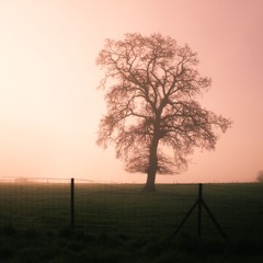 field of echoes