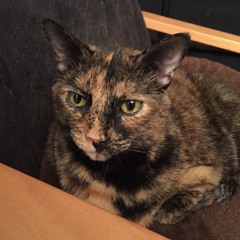 Pollybear