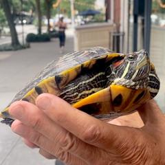 A red-eared slider’s journey home