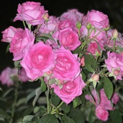 PRIMA VERA PRIMAVERA.mp3