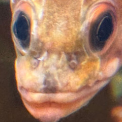 CGI FISH MIX