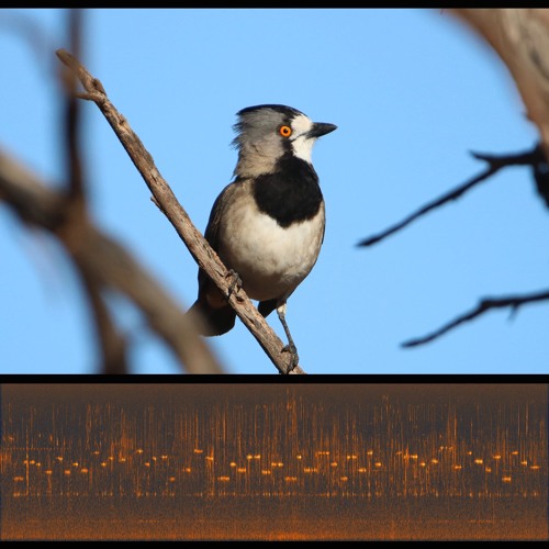 2024.08.11 Crested Bellbirds: Transposition Display. Dawn. Winter's End. (1st stereo perspective)
