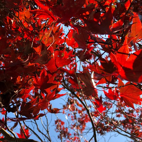 roll_tru [vol 13] autumn 2020
