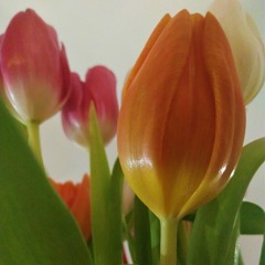 Tulipe