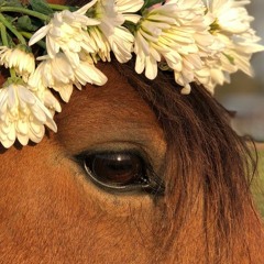 يشرق دمعي، محمد نادر علمي.