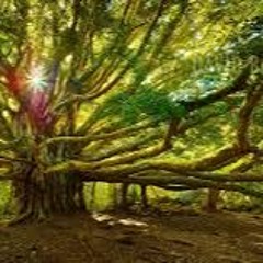 Tree of Life