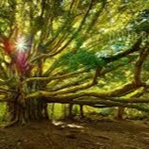 Tree of Life