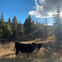 florida produced by gav