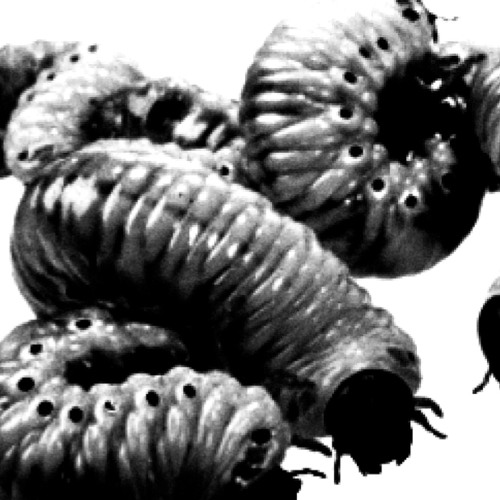 comatose OST - infestation
