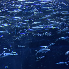 not a nice song-prod.ericlowgodbeats(phone record demo)