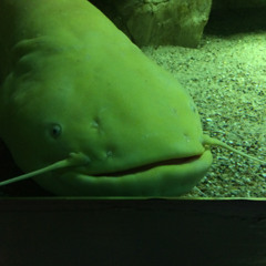 Tomoyoshi - Bring Me Back (DUB)