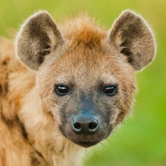 My Hyena