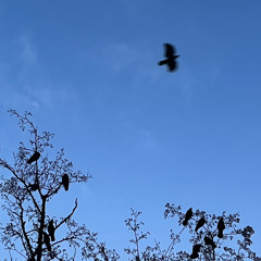 mein herz (mine cover) live @ kontakt