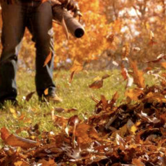 Blowing Leaves