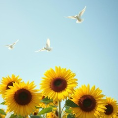 Peace for Ukraine  (08/2025)