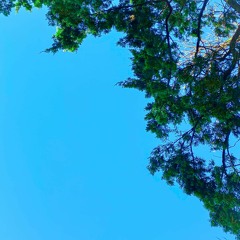 XQC Bishbattle entry