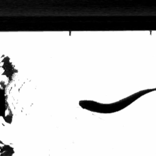 Stream episode Talia Moore" How Do A Dead Fish Can Swim Upstream?" by