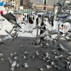 ياحمام البيت وصلّي نظرة لجبل عرفات_يوسف معاطي