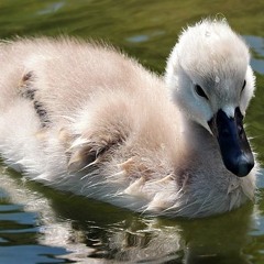 The Ugly Duckling