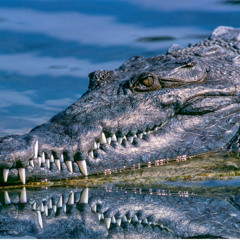 crocodile tears