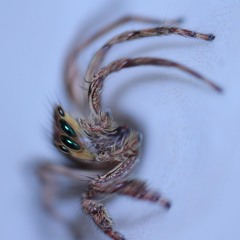 Ancient Greece Euripides Spider