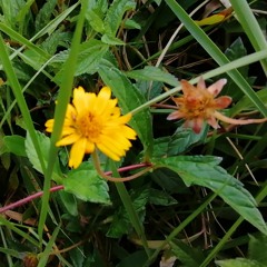 Camarín (Babasónicos).mp3