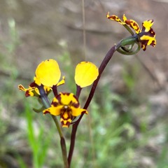 01 Spring Fever 2022