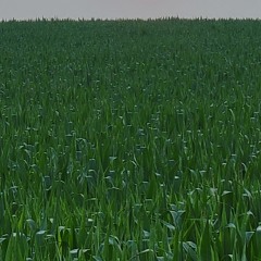 hey girl <3 (feat. frostingfluff)