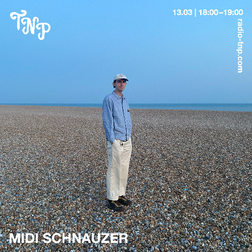 midi schnauzer