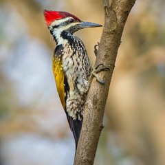 Black-Rumped Flameback Woodpecker