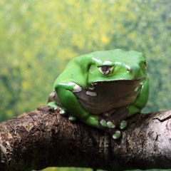 pokelawls - na frogs