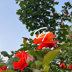 Rose Garden