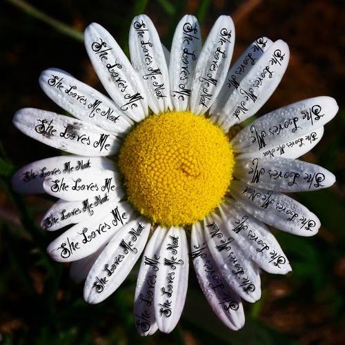 Stream She Loves Me She Loves Me Not By Nalid Yenot Listen Online For Free On Soundcloud