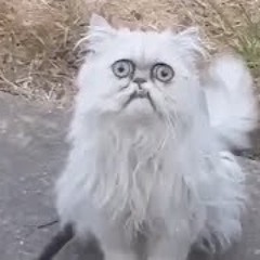 UKG Bass kinda thing