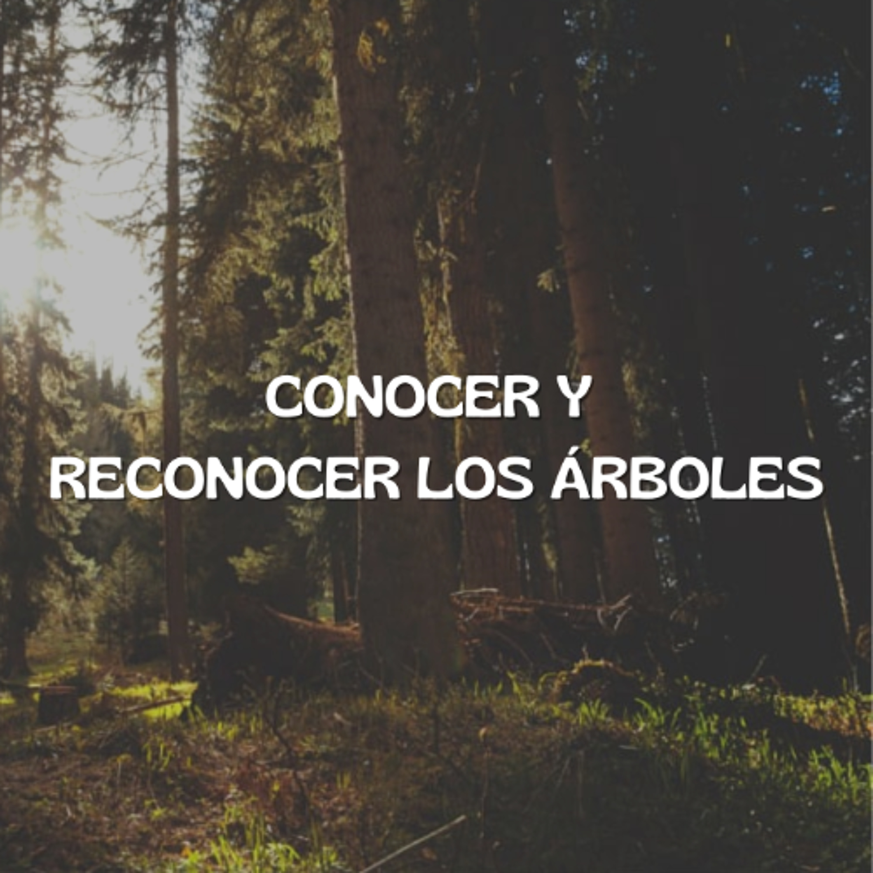 [#Podcast] Conocer y reconocer los árboles - Getting to know and recognise trees episode artwork